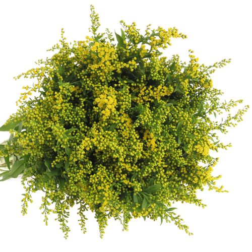 Solidago gelb Golden Glory 40Gramm 80cm