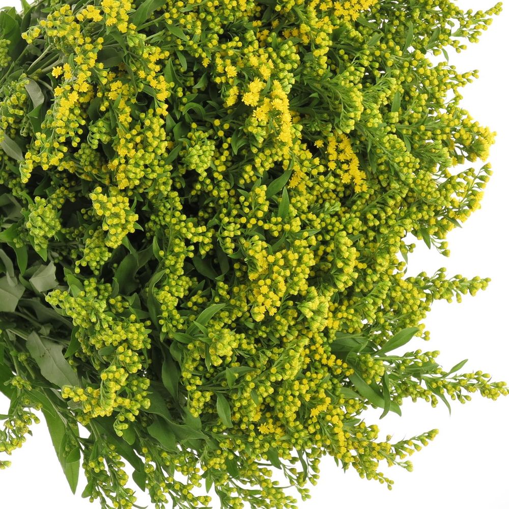 Solidago gelb Golden Glory 40Gramm 80cm