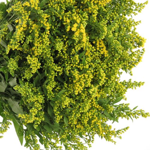 Solidago gelb Golden Glory 40Gramm 80cm
