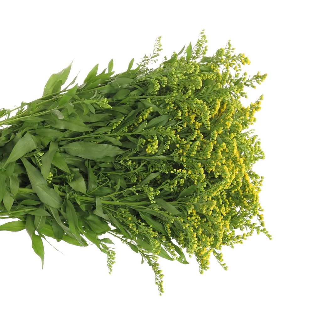 Solidago gelb Golden Glory 40Gramm 80cm