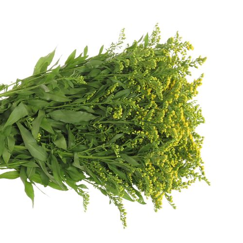 Solidago gelb Golden Glory 40Gramm 80cm