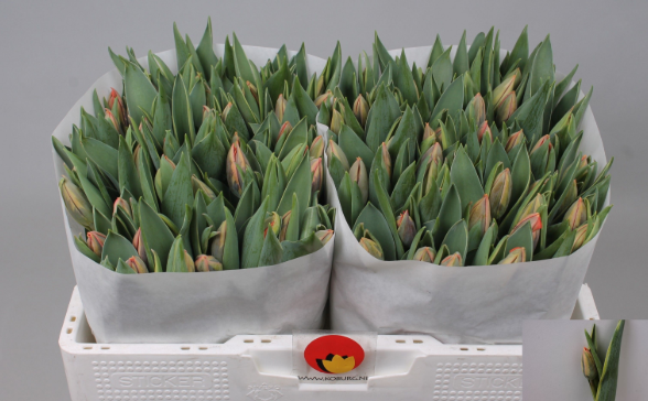 Tulpe pink Irene 32 Gramm