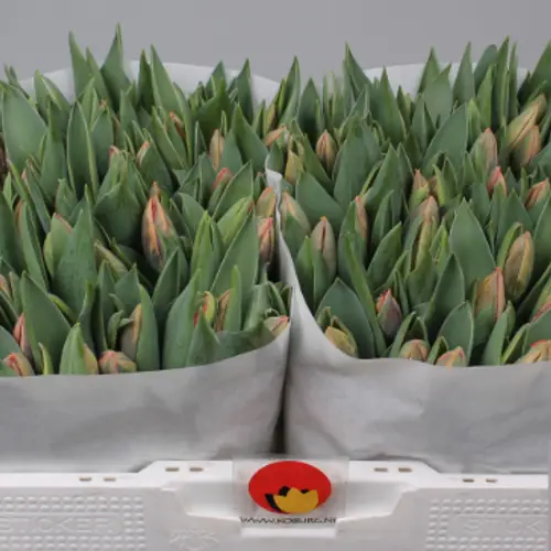 Tulpe pink Irene 32 Gramm