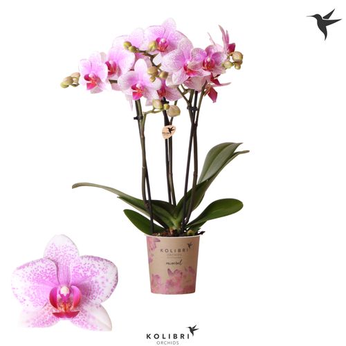 Phal.3-R rosa/weiss Rotterdam T9 H40