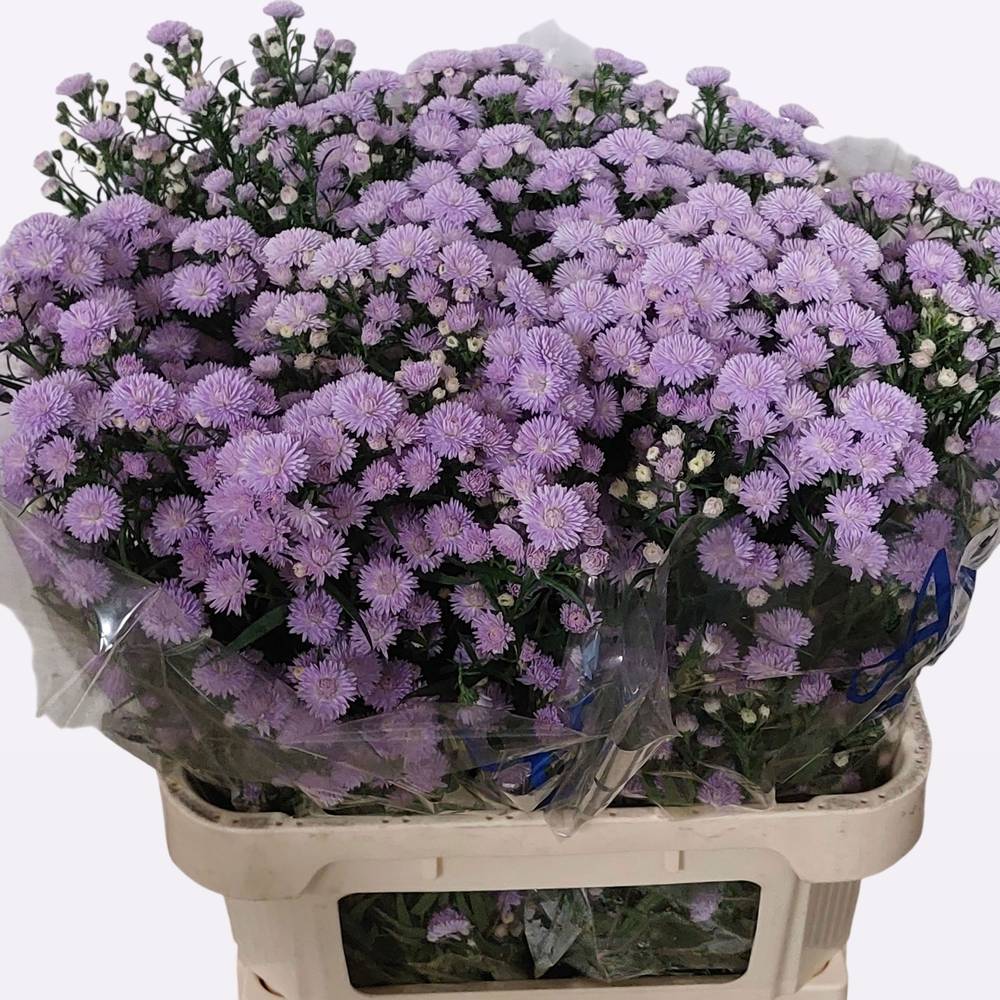 Aster lila Astee Milka 50 Gramm 85cm