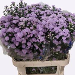 Aster lila Astee Milka 50 Gramm 85cm