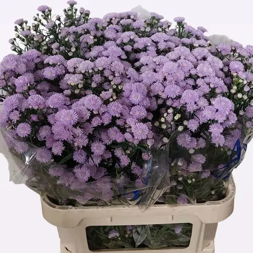 Aster lila Astee Milka 50 Gramm 85cm