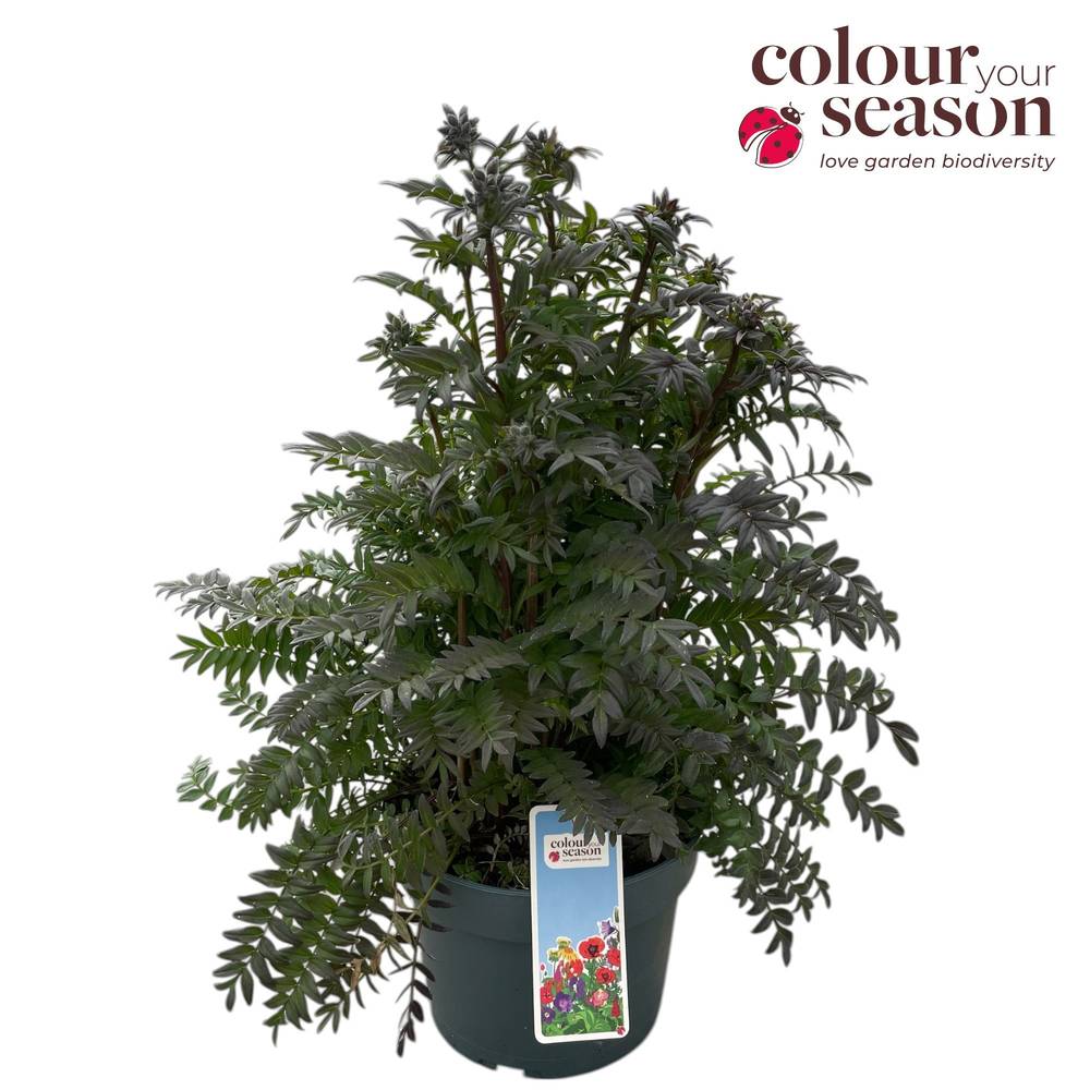 Polemonium lila Rain T19 H050