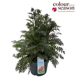 Polemonium lila Rain T19 H050