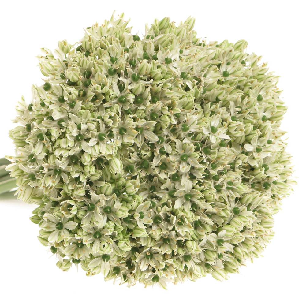 Allium creme/weiss Nigrum 45cm