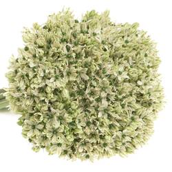 Allium creme/weiss Nigrum 45cm