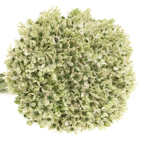 Allium creme/weiss Nigrum 45cm