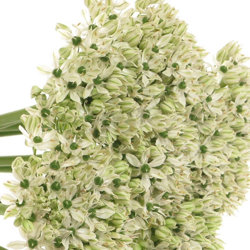 Allium creme/weiss Nigrum 45cm