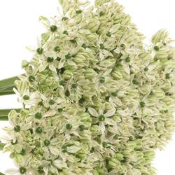 Allium creme/weiss Nigrum 45cm