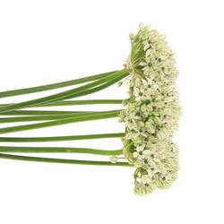 Allium creme/weiss Nigrum 45cm