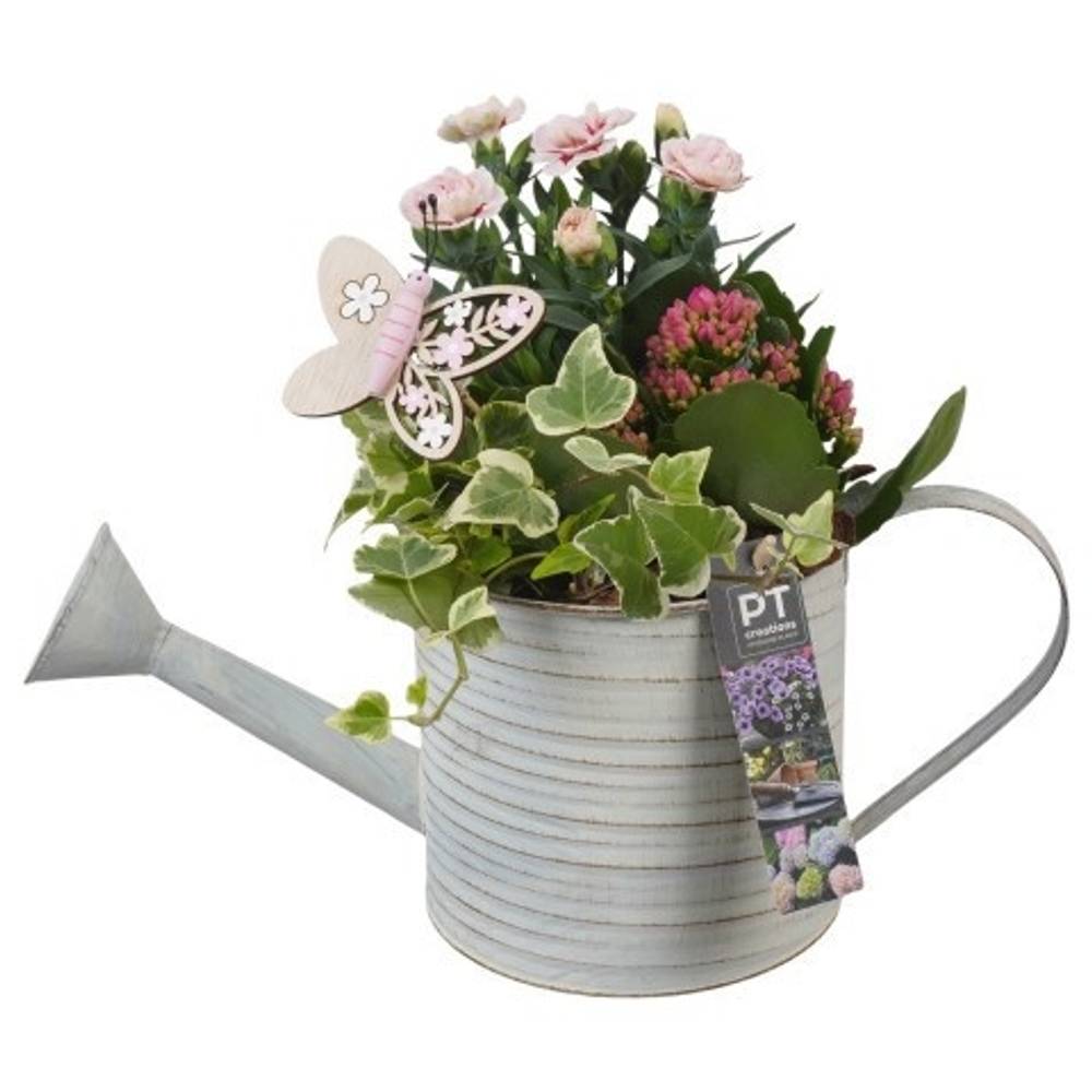 Garten.Arr PTPP6817 T34 H029