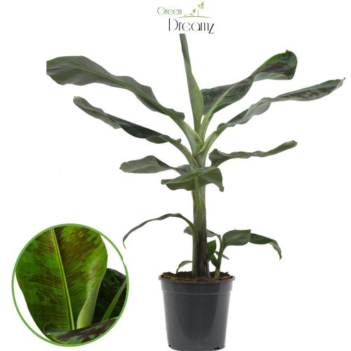 Musa Dwarf Cavendish T21 H90