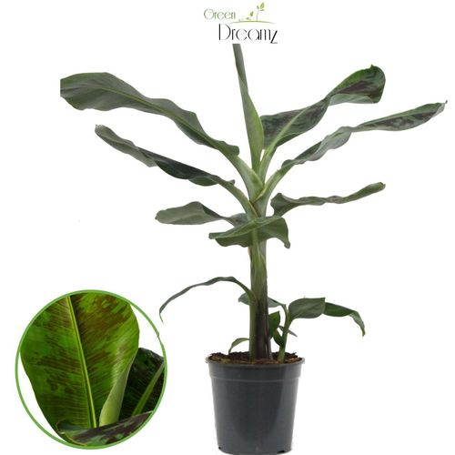 Musa Dwarf Cavendish T21 H90