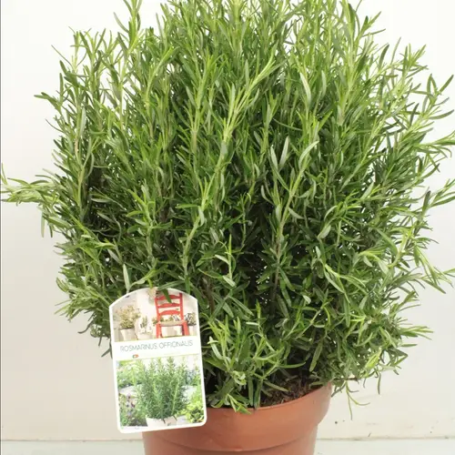 Rosmarin Officinalis Bush T23 H065