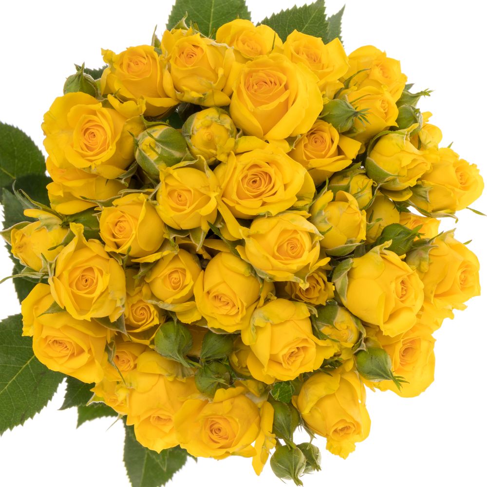 Rose verzweigt gelb Mariah 4+Blüte 40cm