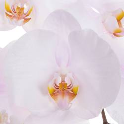Phalaenopsis rosa Alpha 45 Blüte 3 Stiele 80cm