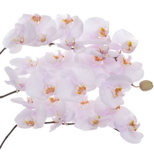 Phalaenopsis rosa Alpha 45 Blüte 3 Stiele 80cm