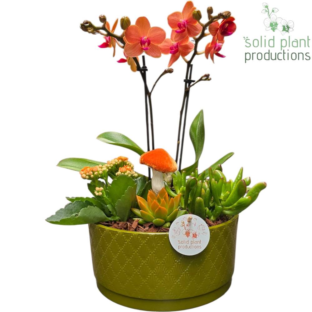 Phal.Arr PE004 Stella grün Herbst T22 H045