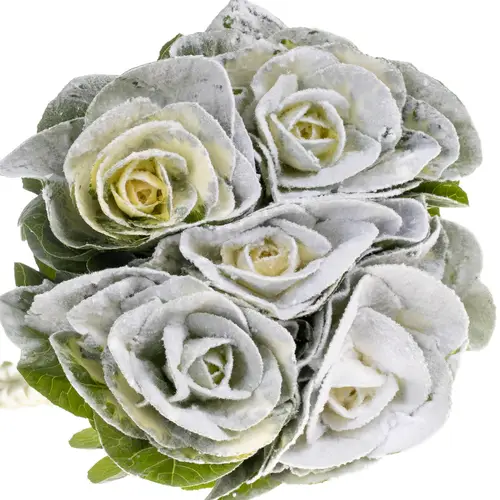 Zierkohl weiss Puder 60cm