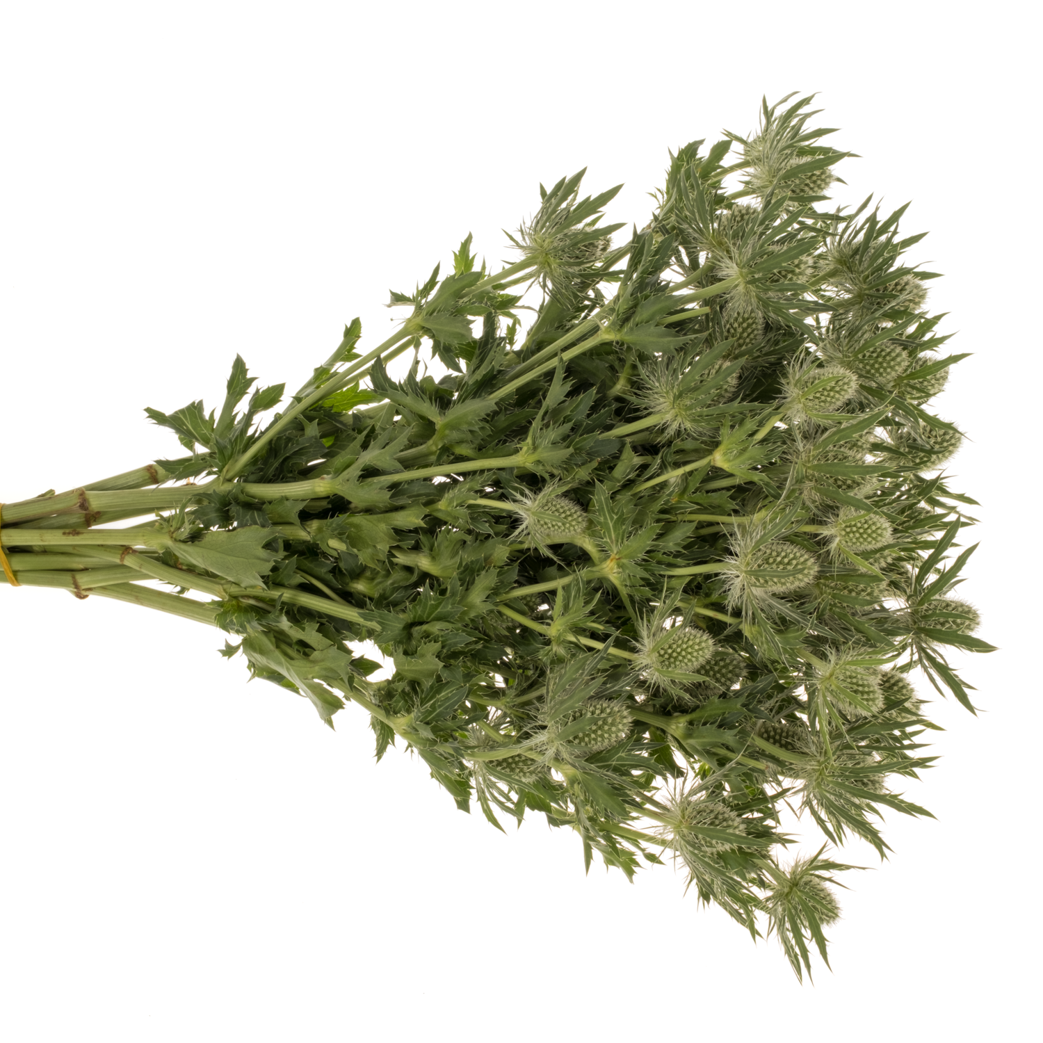 Distel weiss Magical White Lagoon 42cm