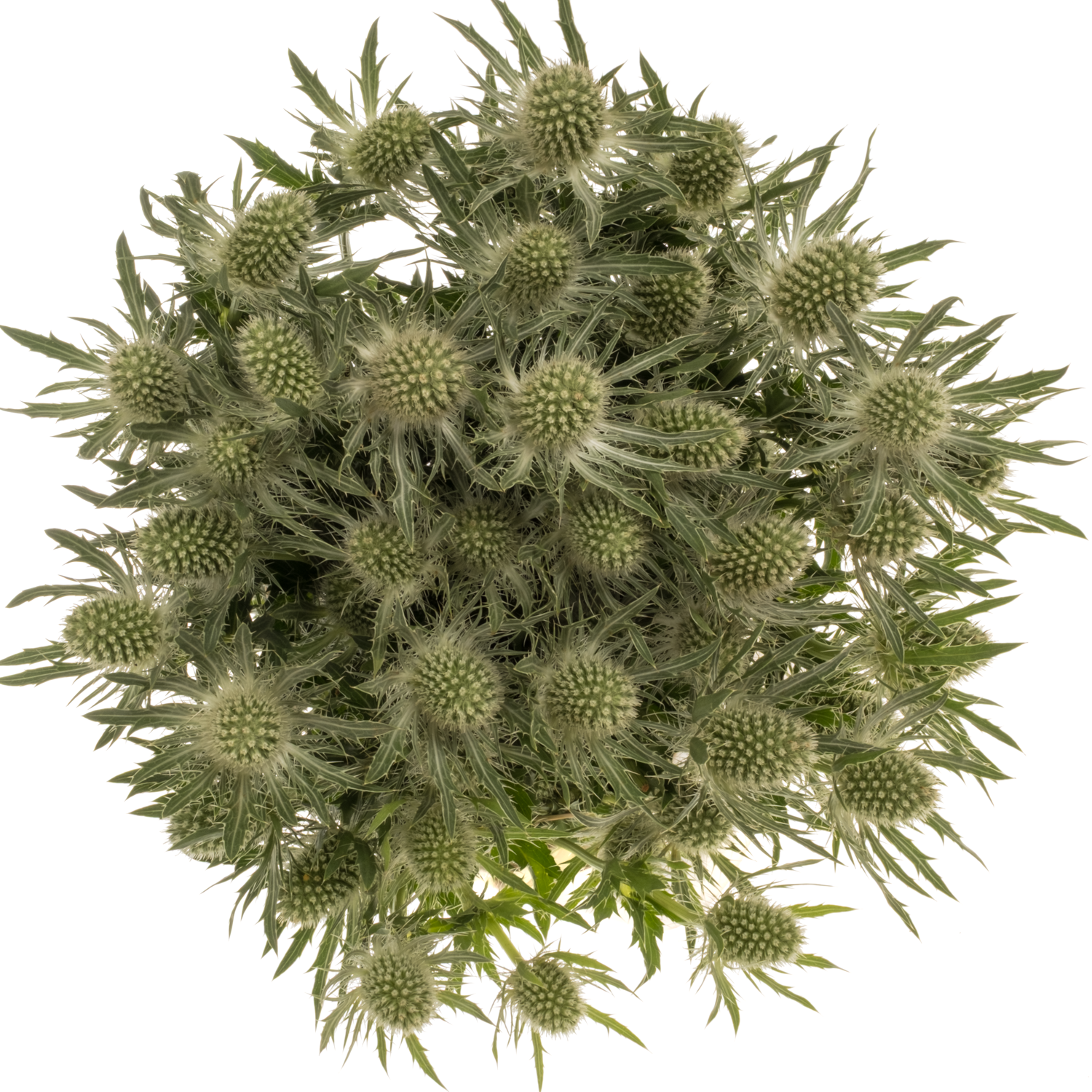 Distel weiss Magical White Lagoon 42cm
