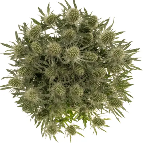 Distel weiss Magical White Lagoon 42cm
