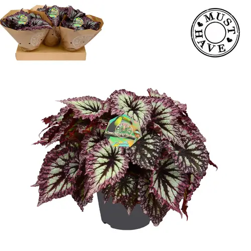 Begonia Rex Fireworks T17 H35