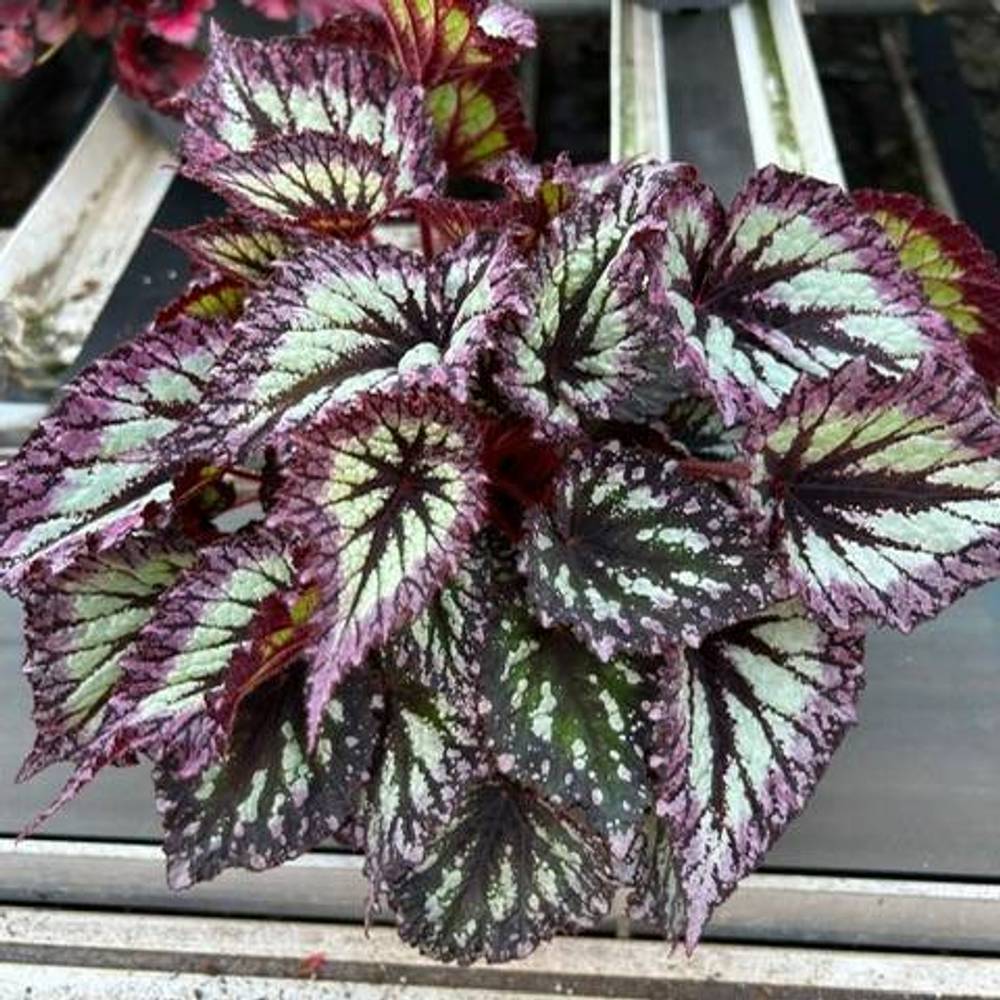 Begonia Rex Fireworks T17 H35