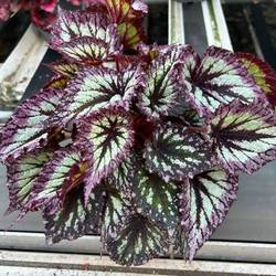 Begonia Rex Fireworks T17 H35