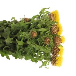 Centauria gelb  65cm