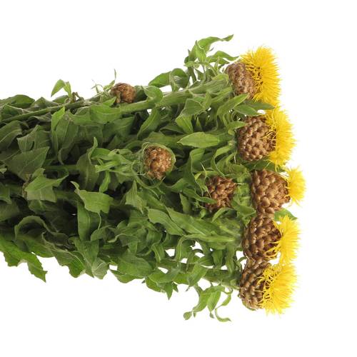 Centauria gelb  65cm