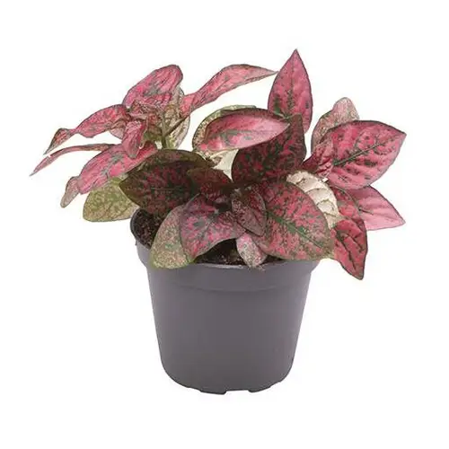 Hypoestes Phyllostachya rot T6 H10