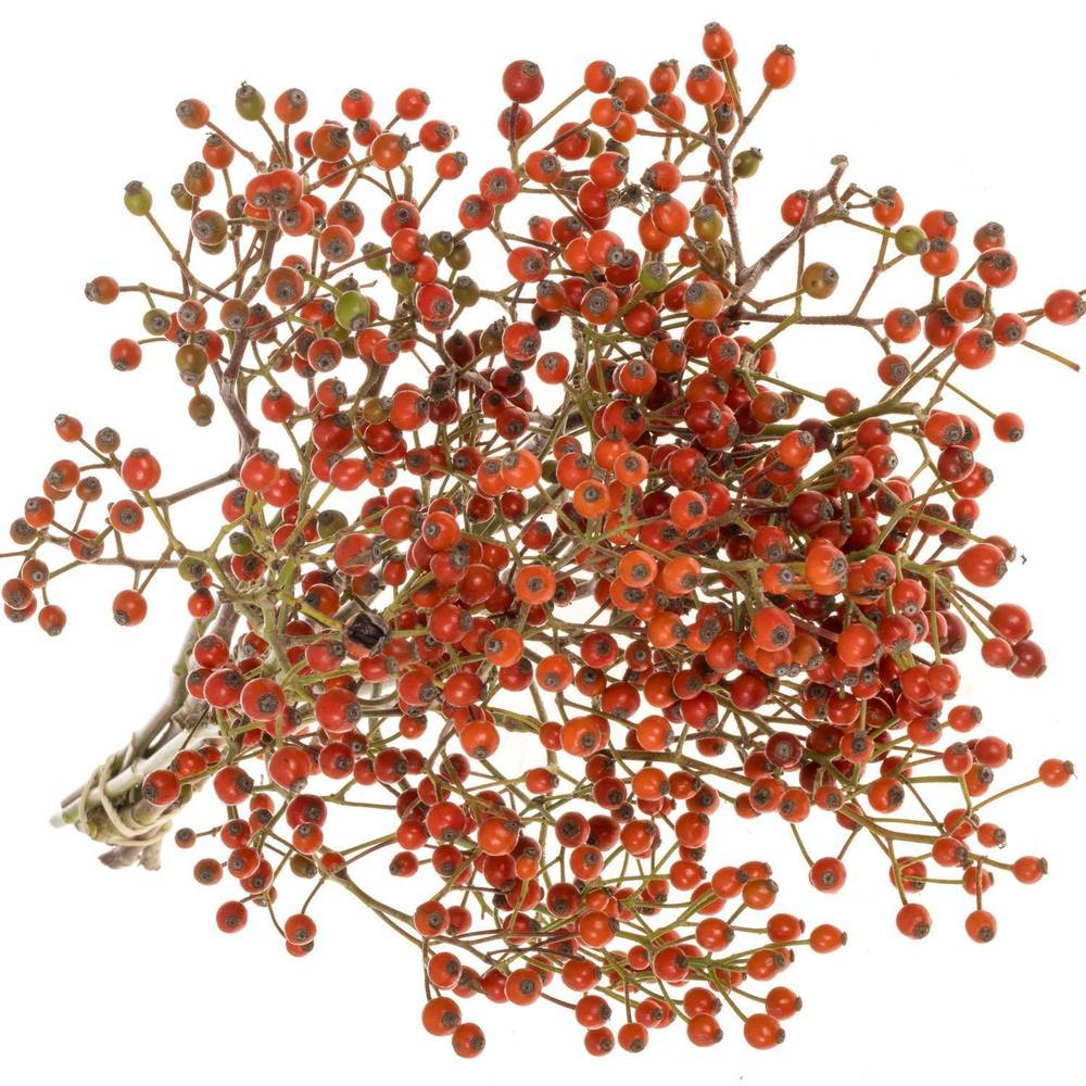 Hagebutte Rot fruits Ohne Dorn 50cm