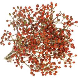 Hagebutte Rot fruits Ohne Dorn 50cm
