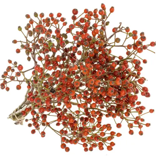 Hagebutte Rot fruits Ohne Dorn 50cm