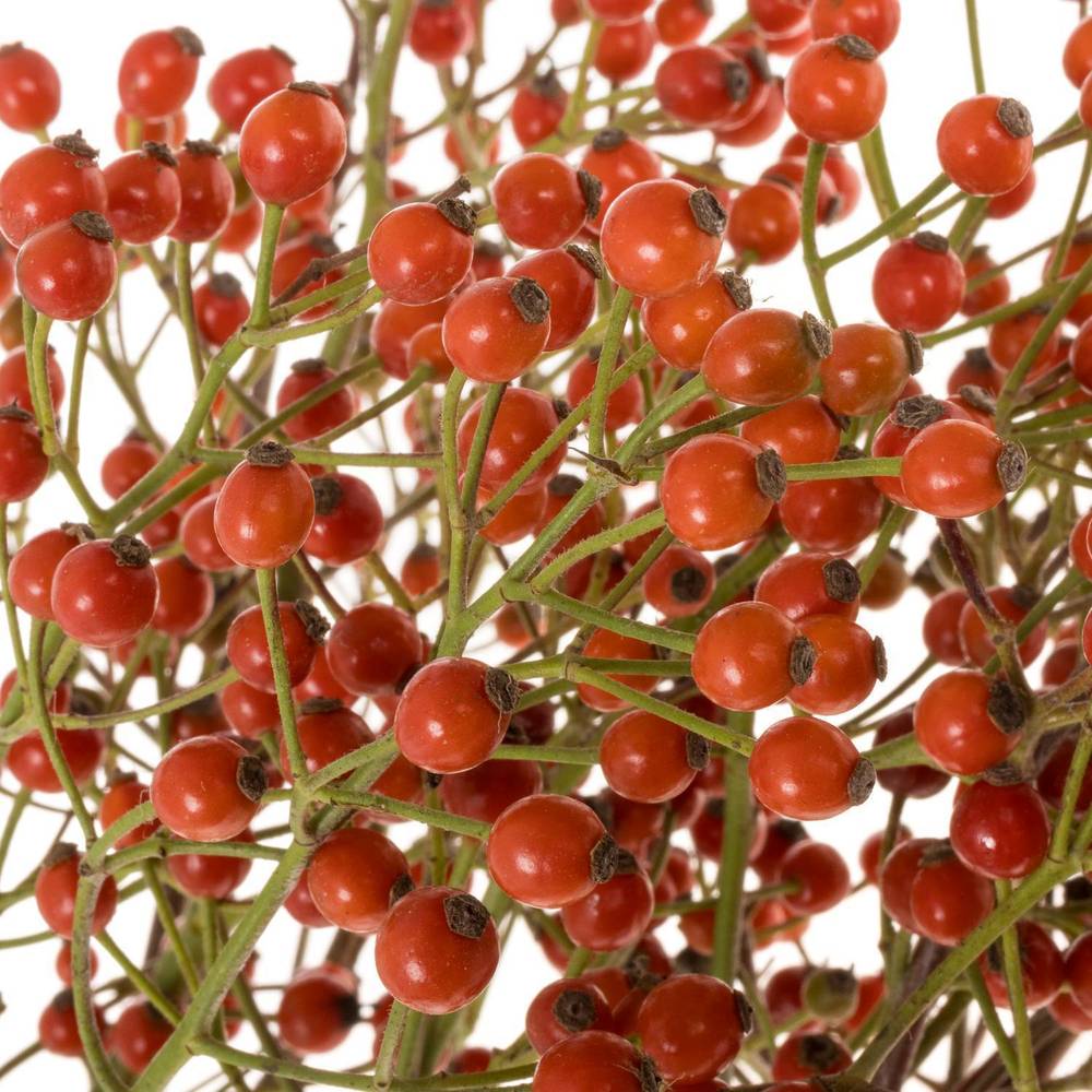 Hagebutte Rot fruits Ohne Dorn 50cm