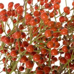 Hagebutte Rot fruits Ohne Dorn 50cm