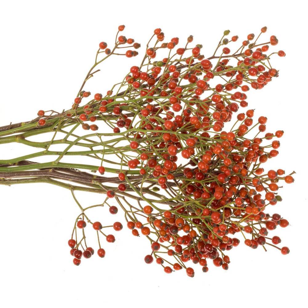 Hagebutte Rot fruits Ohne Dorn 50cm