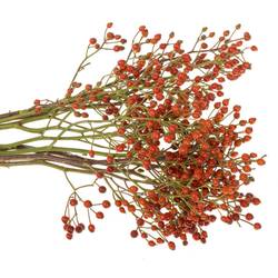 Hagebutte Rot fruits Ohne Dorn 50cm