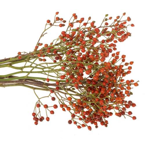 Hagebutte Rot fruits Ohne Dorn 50cm