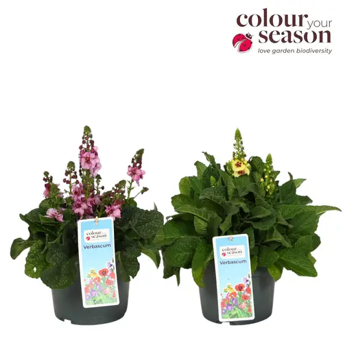Verbascum mix Phoeniceum T19 H050