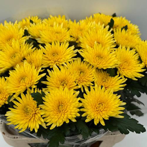 Chrys.Deko gelb Carolle Yellow 80Gramm 80cm DE