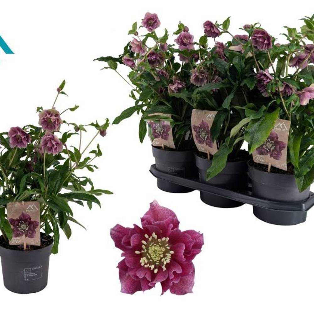 Helleborus Orientalis VIV lila T19 H045