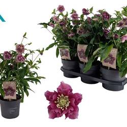 Helleborus Orientalis VIV lila T19 H045