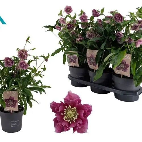 Helleborus Orientalis VIV lila T19 H045